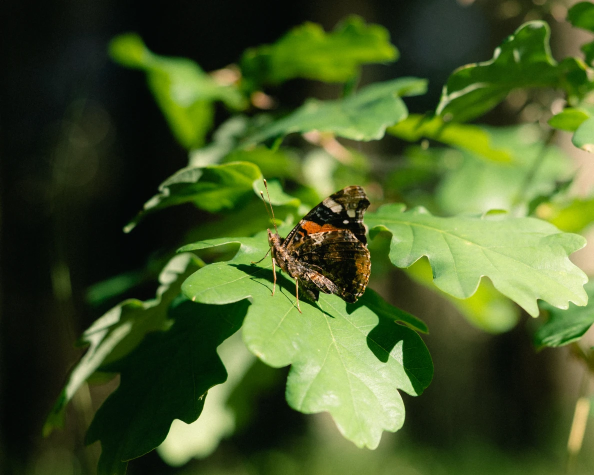 portfolio zdjecia znany fotograf tosiushooter